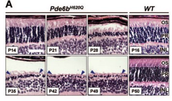 HE-stained paraffin-embedded sections of Pde6bH620Q mutant.jpg